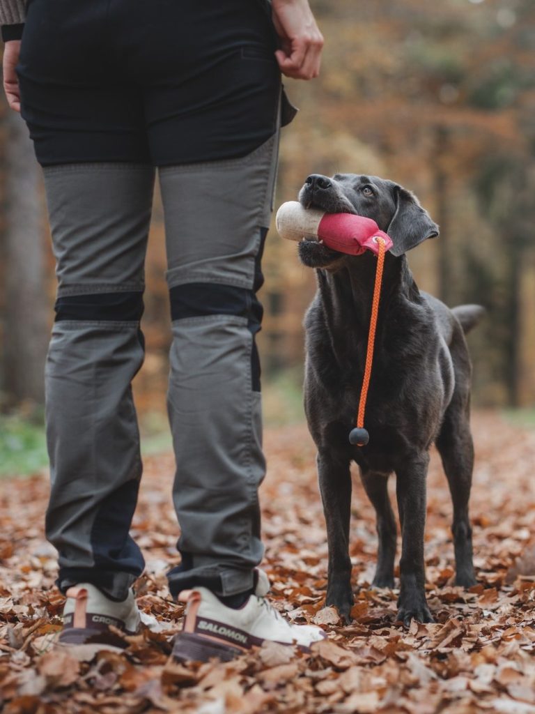 Dummyarbeit zur Förderung von Konzentration und Zusammenarbeit Trainerhund Ever hält einen Dummy im Maul