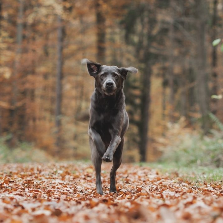 Trainerhund Ever im Freilauf Labrador Ever rennt auf die Kamera zu